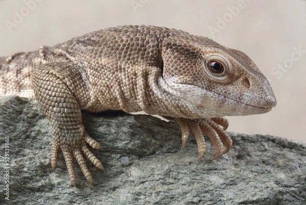Fototapeta A portrait of a Savannah Monitor on a rock
