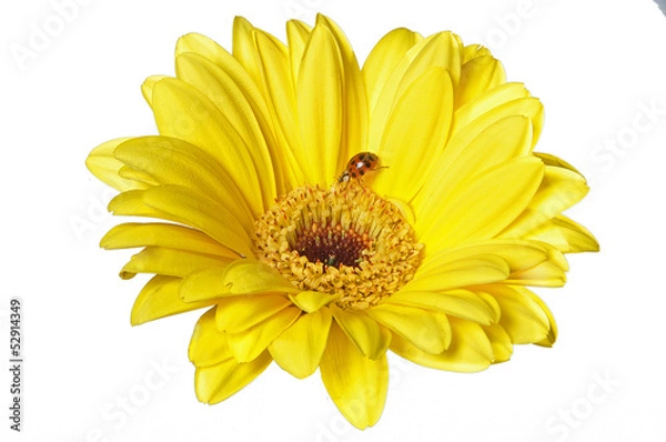 Obraz gelbe Gerbera Mit Marienkäfer 