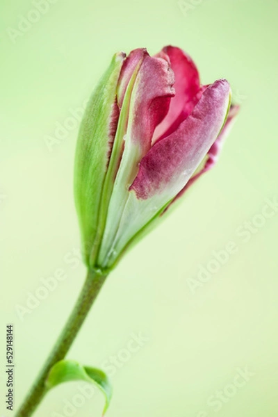 Fototapeta Close-up image of a blossom of lily.
Red lily flower on green blurred background
