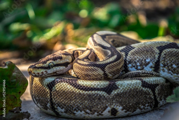 Fototapeta A young ball python sunbathes on a rock