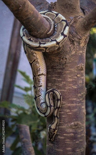 Fototapeta Young ball python snakes around a tree
