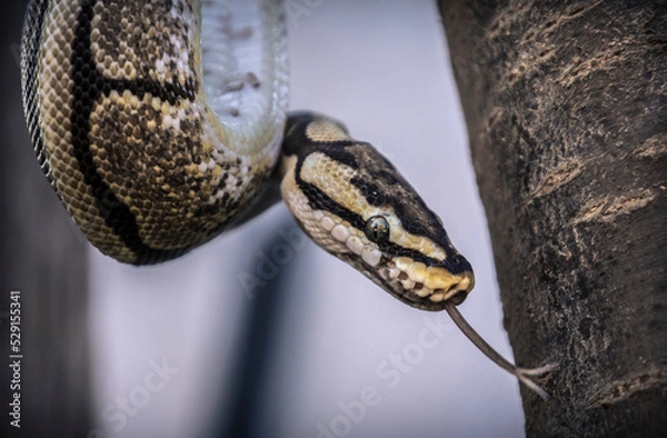 Fototapeta Young ball python snakes around a tree