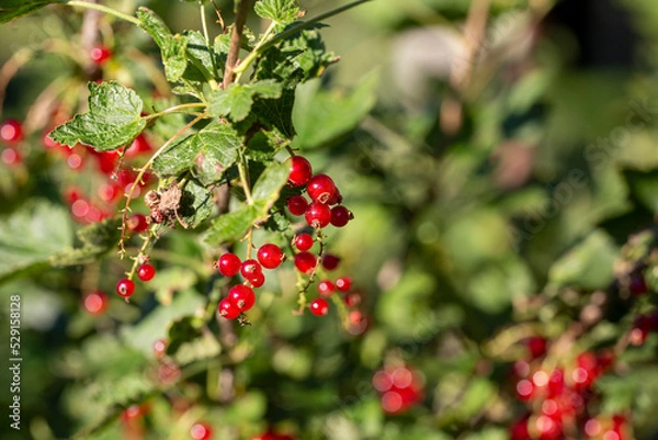 Obraz Redcurrant berries in the sunlight, fresh and healthy vitamins from the backyard.