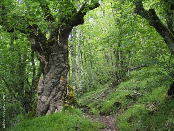 Fototapeta Camino de montaña con un árbol en primer plano. Viaje por la montaña.