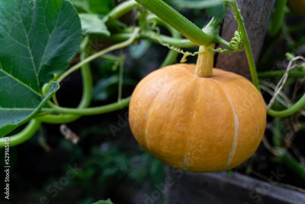 Obraz Pumpkin on a branch. Vegetable background macro texture copyspace. Good quality photos