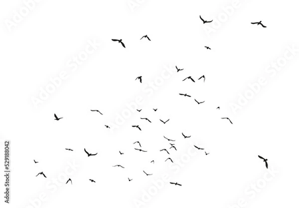 Obraz Set of black flying bird silhouettes on transparent background