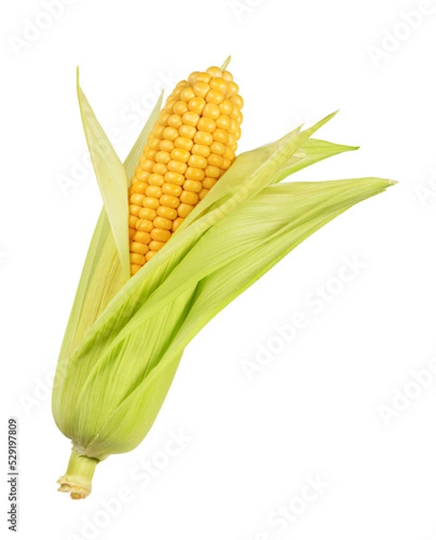 Obraz corn ear with leaves isolated on white.