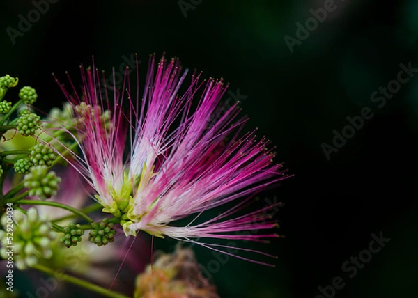 Obraz Single Pink Mimosa Tree Bloom