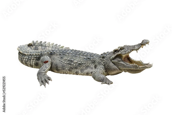 Obraz one freshwater crocodile opening mouth, reptile animal