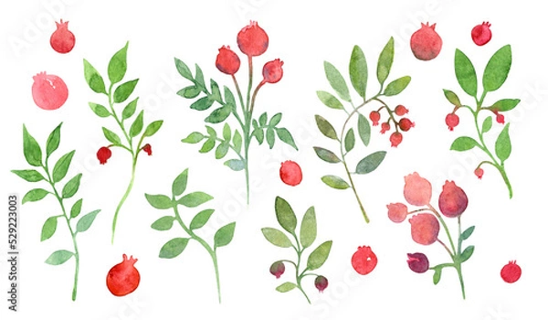 Fototapeta Set of watercolor hand drawn isolated elements on transparent background. Red berries and green leaves.