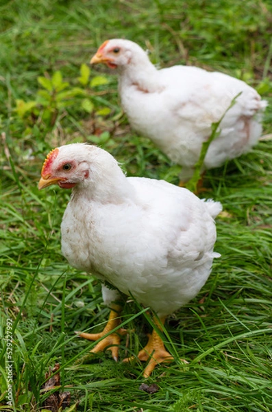 Fototapeta White broiler chickens walk on a farm against the background of green grass in summer
