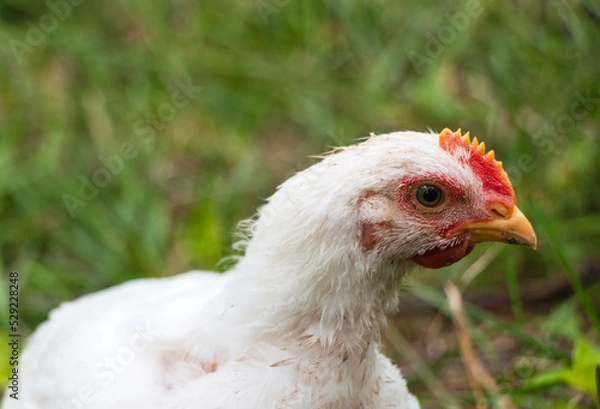 Obraz White broiler chickens walk on a farm against the background of green grass in summer