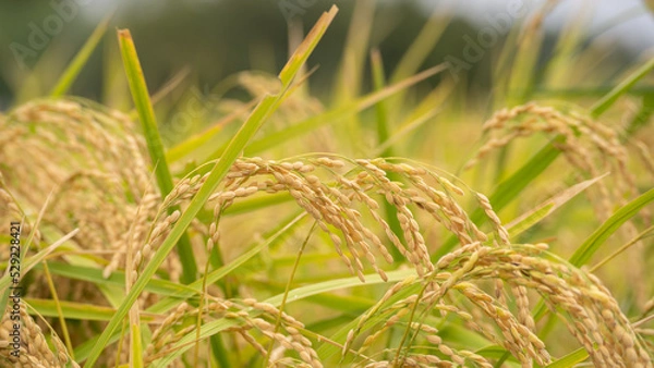 Obraz 日本の秋の水田風景・黄金色の稲穂