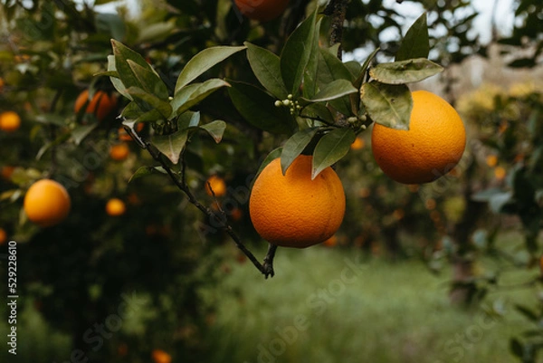 Fototapeta Fresh oranges on the tree