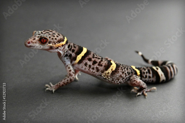 Fototapeta Chinese Cave Gecko