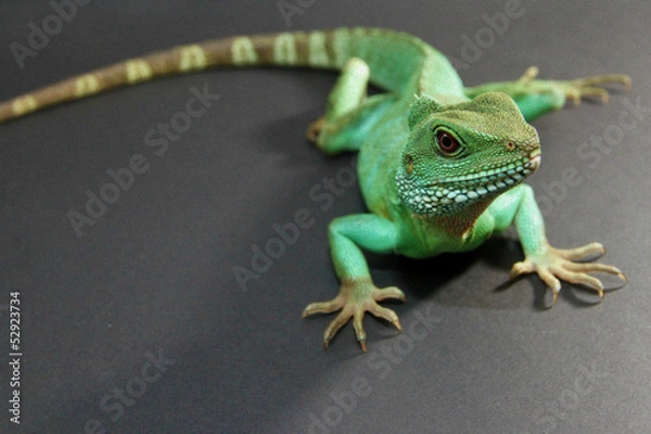 Fototapeta Chinese Water Dragon