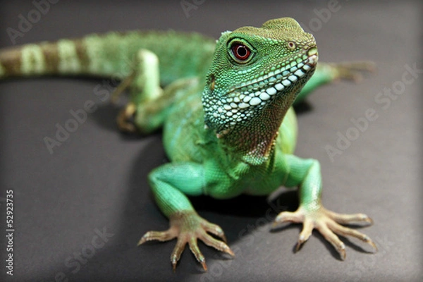 Fototapeta Chinese Water Dragon