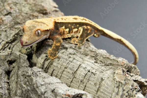 Fototapeta Crested Gecko