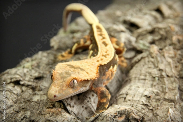 Fototapeta Crested Gecko