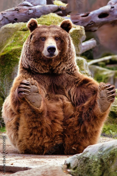 Fototapeta funny bear sitting while staring straight ahead