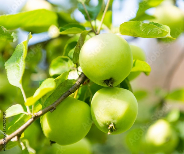 Fototapeta Green apples on apple-tree branche in summer day