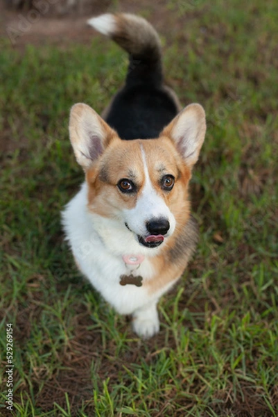 Fototapeta Welsh corgi cardigan dog on green grass in the park or yard in summer at daytime. Cute puppy smiling in the park with a tongue out., looking to the camera