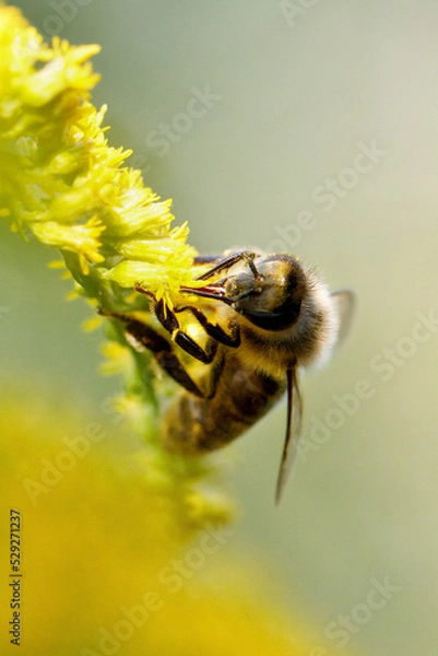 Obraz bee on yellow flower