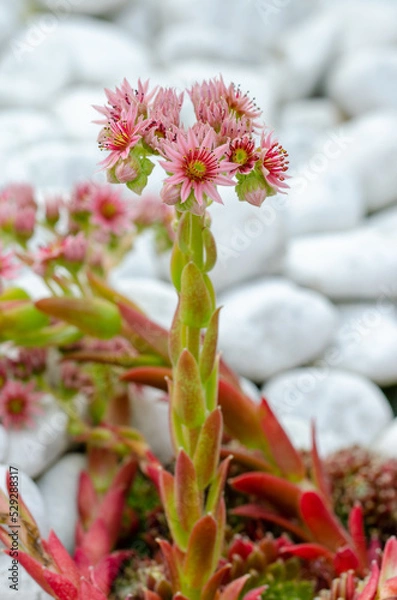 Fototapeta houseleek or Sempervivum