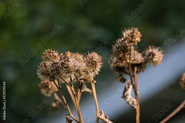 Obraz verblühte Distel