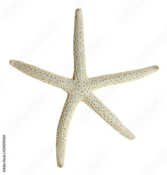Obraz starfish isolated