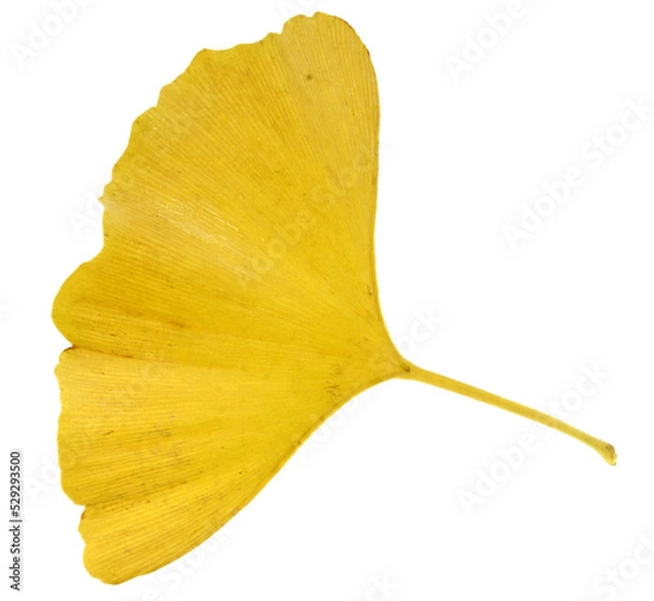 Obraz yellow leaf isolated on white