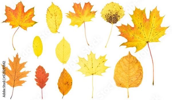 Obraz autumn leaves isolated