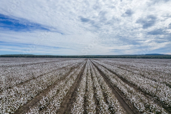 Obraz Looking along fields of cotton plants growing.