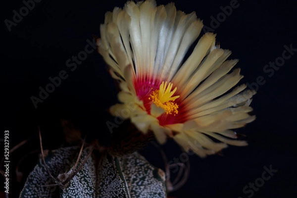 Obraz Flor de cactus