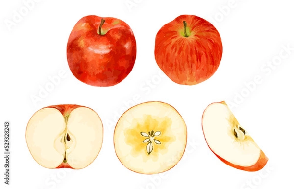 Fototapeta 色々なりんごのセット　水彩風イラスト