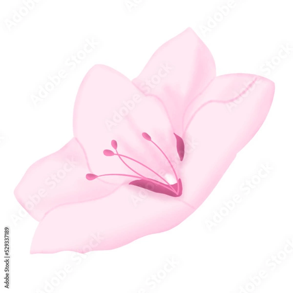 Obraz sakura flower illustration
