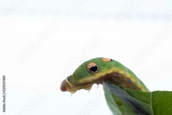 Obraz Spicebush swallowtail caterpillar 