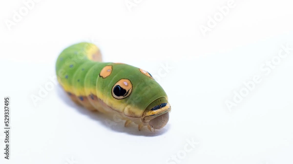 Obraz Spicebush swallowtail caterpillar 