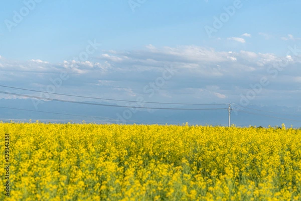Obraz rape flowers field
