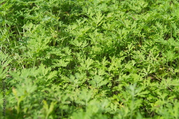 Obraz Life in the dnrnvn, with clean grass and beautiful nature