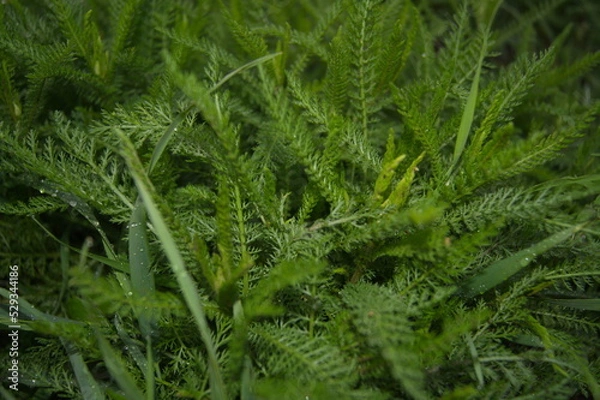 Obraz Life in the dnrnvn, with clean grass and beautiful nature