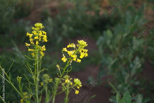 Obraz Life in the dnrnvn, with clean grass and beautiful nature