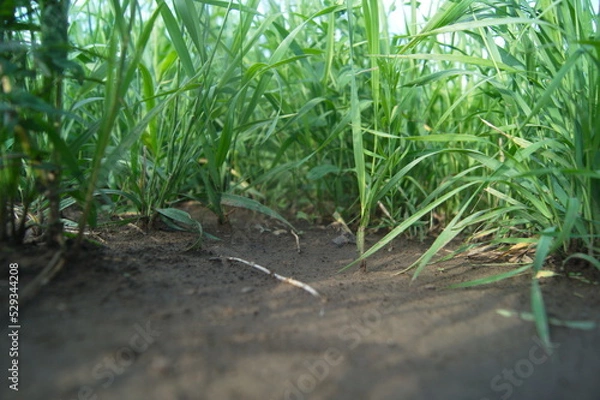 Obraz Life in the dnrnvn, with clean grass and beautiful nature