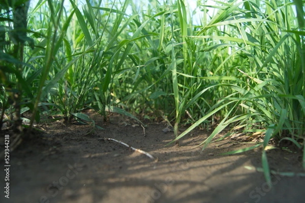 Obraz Life in the dnrnvn, with clean grass and beautiful nature