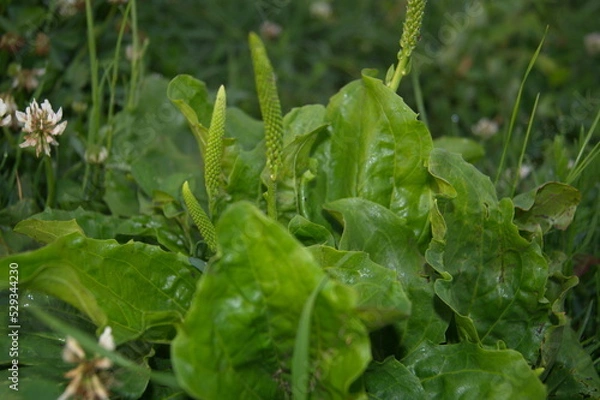 Obraz Life in the dnrnvn, with clean grass and beautiful nature