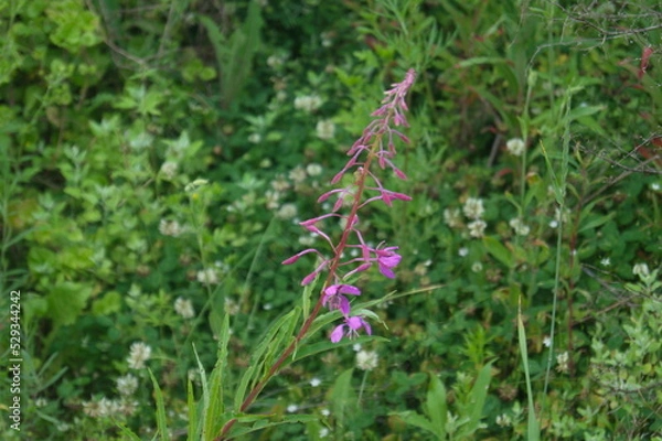 Obraz Life in the dnrnvn, with clean grass and beautiful nature