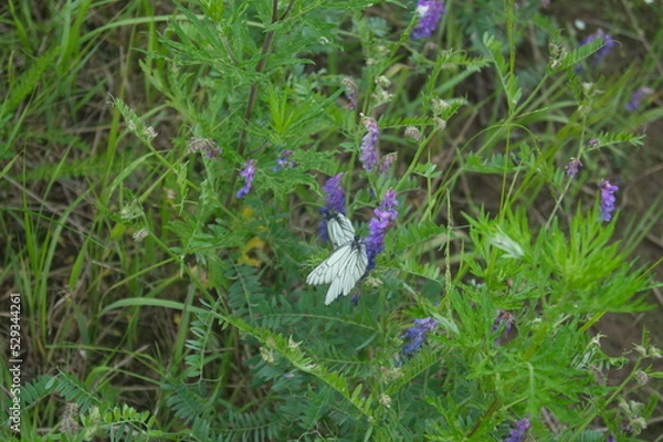 Obraz Life in the dnrnvn, with clean grass and beautiful nature