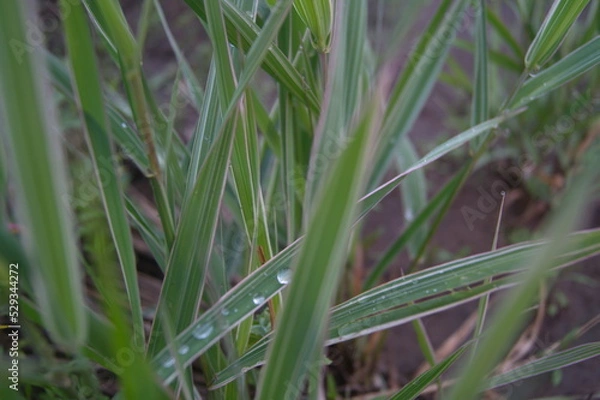 Obraz Life in the dnrnvn, with clean grass and beautiful nature