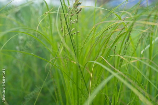 Obraz Life in the dnrnvn, with clean grass and beautiful nature
