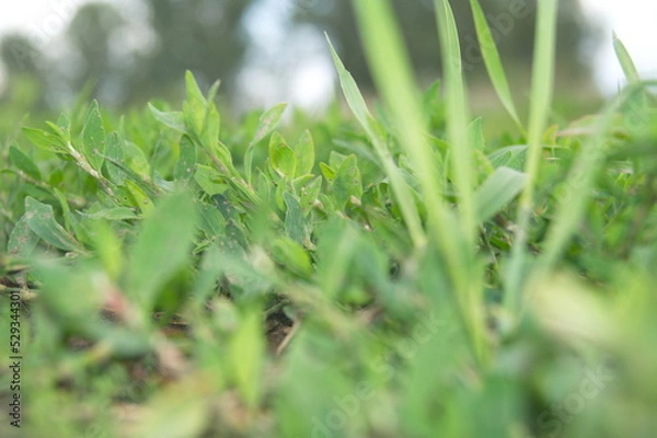 Obraz Life in the dnrnvn, with clean grass and beautiful nature